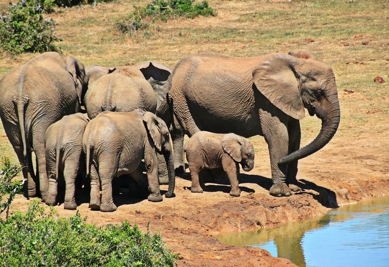 Elephant in the savannah