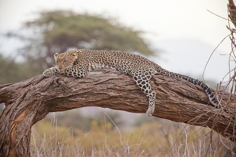 Leopard on a night safari